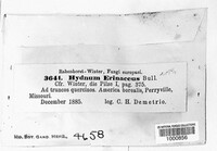 Hericium erinaceus image